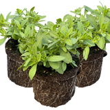 Calibrachoa 'Cabaret Early Blue' from Cedar Nursery, Cobham