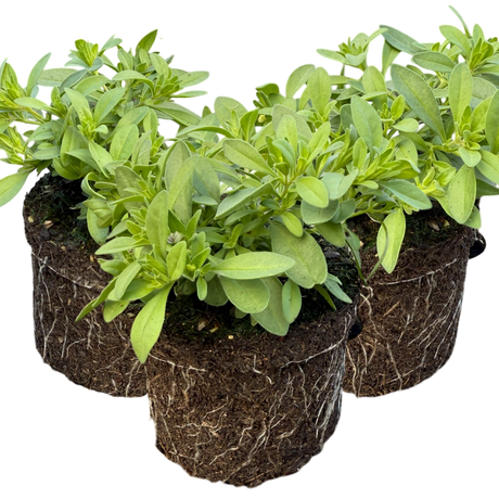 Calibrachoa 'Cabaret Early Blue' from Cedar Nursery, Cobham