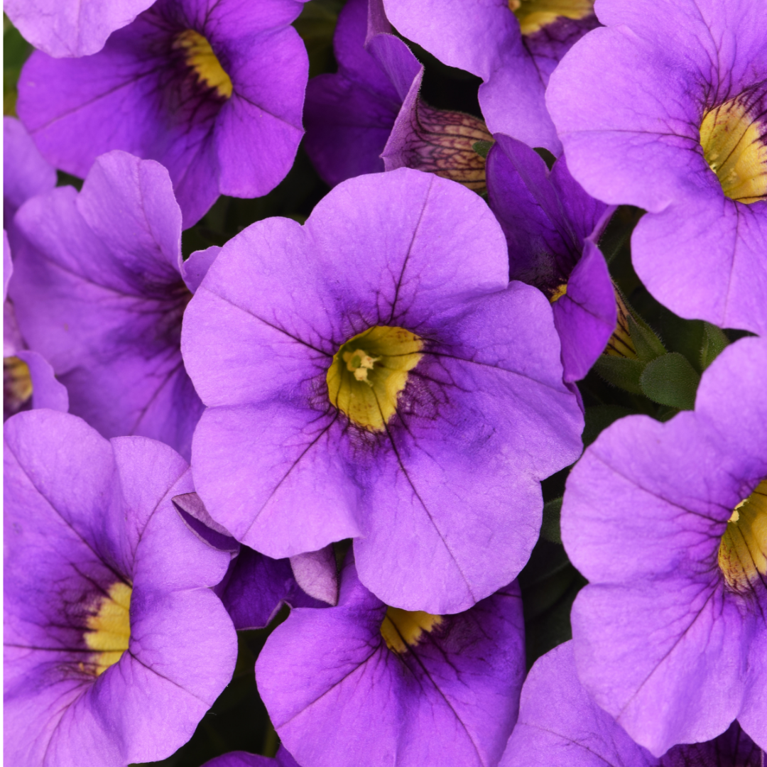 Calibrachoa 'Cabaret Early Blue' from Cedar Nursery, Cobham