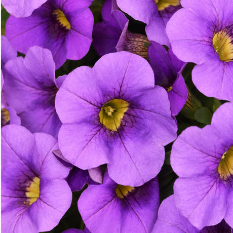 Calibrachoa 'Cabaret Early Blue' from Cedar Nursery, Cobham