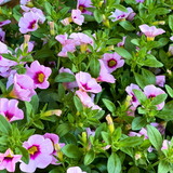 Calibrachoa 'Cabaret Early Light Pink Eye' from Cedar Nursery, Cobham