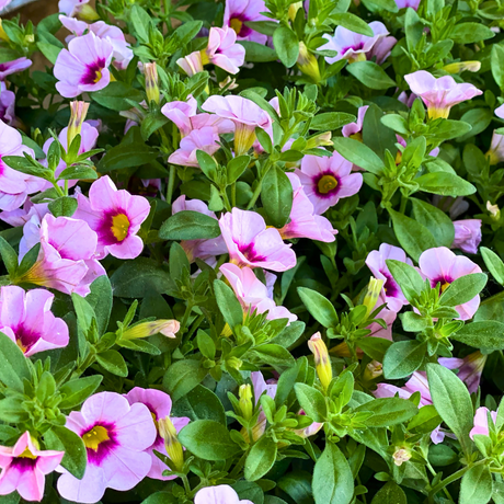 Calibrachoa 'Cabaret Early Light Pink Eye' from Cedar Nursery, Cobham