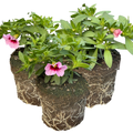 Calibrachoa 'Cabaret Early Light Pink Eye' from Cedar Nursery, Cobham