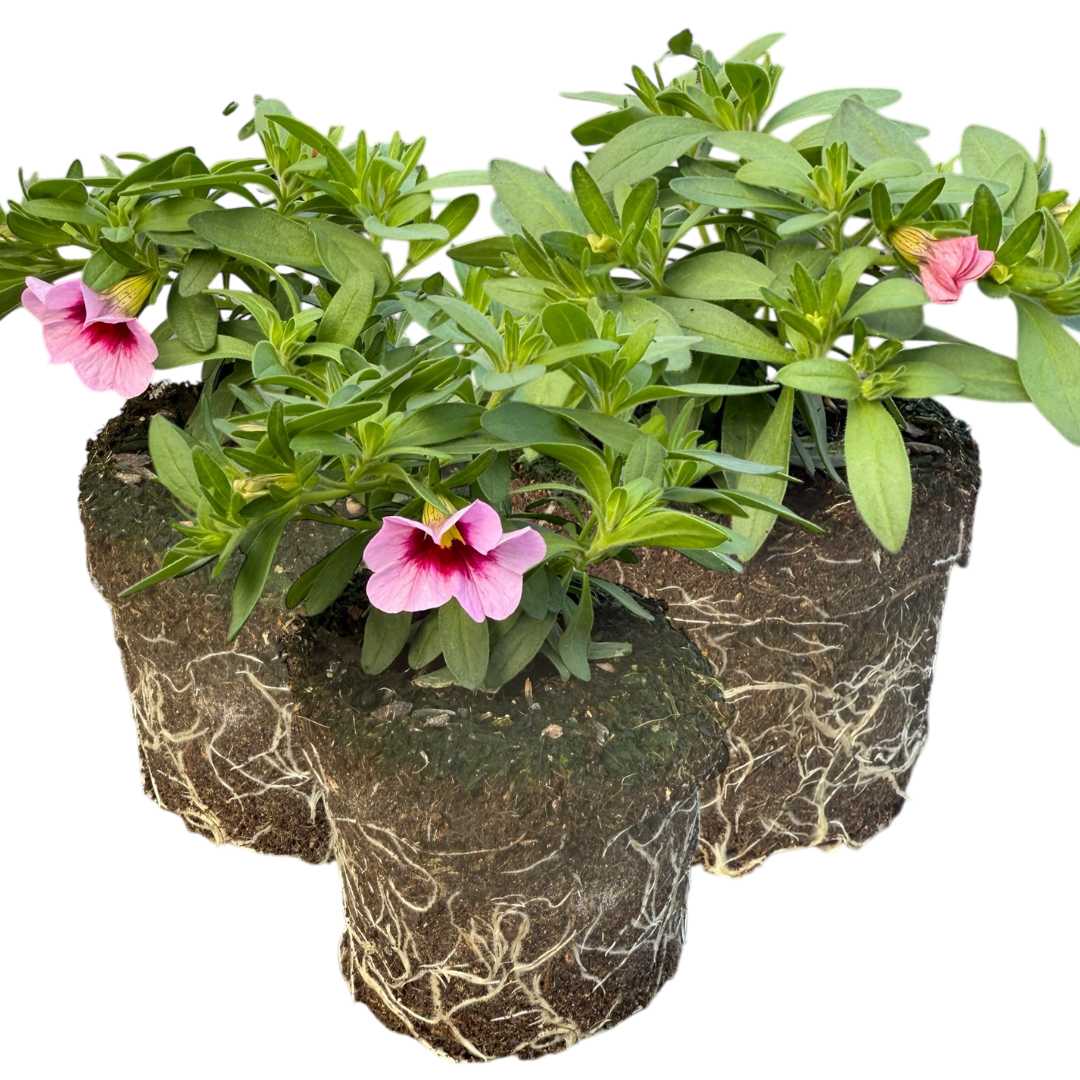 Calibrachoa 'Cabaret Early Light Pink Eye' from Cedar Nursery, Cobham