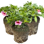 Calibrachoa 'Cabaret Early Light Pink Eye' from Cedar Nursery, Cobham