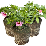 Calibrachoa 'Cabaret Early Light Pink Eye' from Cedar Nursery, Cobham