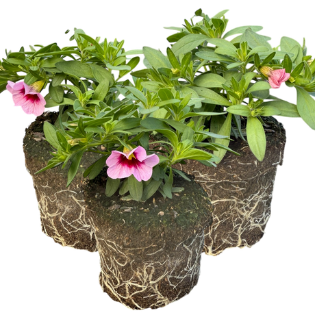 Calibrachoa 'Cabaret Early Light Pink Eye' from Cedar Nursery, Cobham