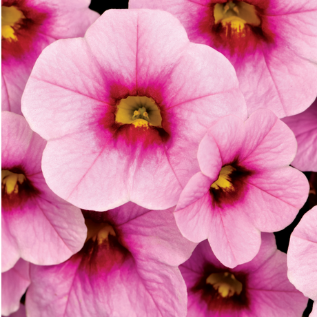 Calibrachoa 'Cabaret Early Light Pink Eye' from Cedar Nursery, Cobham