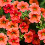 Calibrachoa 'Cabaret Early Orange' from Cedar Nursery, Cobham