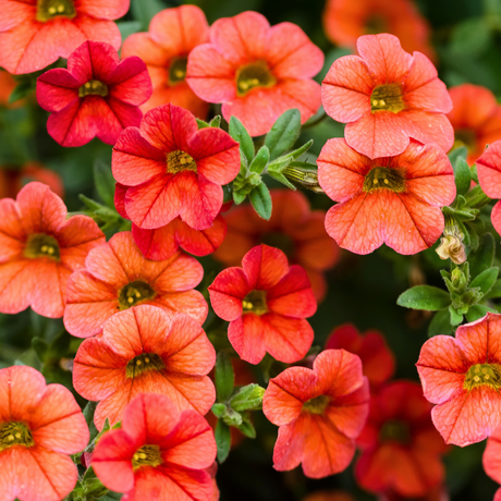Calibrachoa 'Cabaret Early Orange' from Cedar Nursery, Cobham