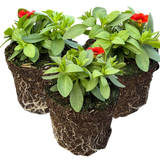 Calibrachoa 'Cabaret Early Orange' from Cedar Nursery, Cobham