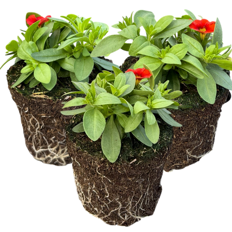 Calibrachoa 'Cabaret Early Orange' from Cedar Nursery, Cobham