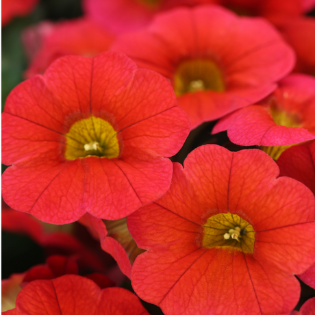Calibrachoa 'Cabaret Early Orange' from Cedar Nursery, Cobham