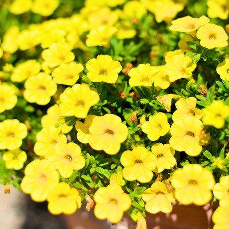 Calibrachoa 'Cabaret Pure Yellow' from Cedar Nursery, Cobham