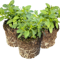Calibrachoa 'Cabaret Pure Yellow' from Cedar Nursery, Cobham