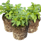 Calibrachoa 'Cabaret Pure Yellow' from Cedar Nursery, Cobham