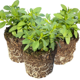 Calibrachoa 'Cabaret Pure Yellow' from Cedar Nursery, Cobham