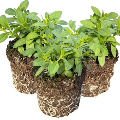 Calibrachoa 'Cabaret Pure Yellow' from Cedar Nursery, Cobham