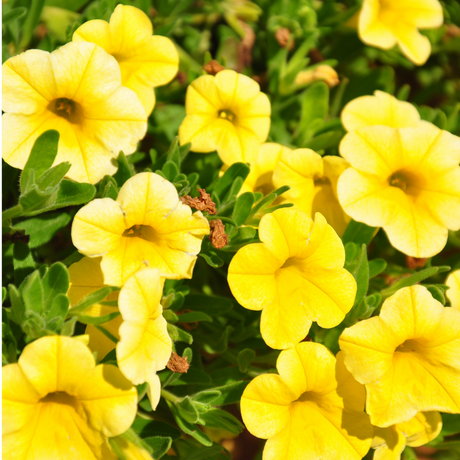 Calibrachoa 'Cabaret Pure Yellow' from Cedar Nursery, Cobham