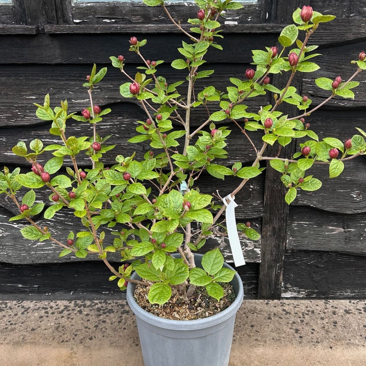 Calycanthus x raulstonii 'Hartlage Wine' - available from Cedar Nursery, Surrey