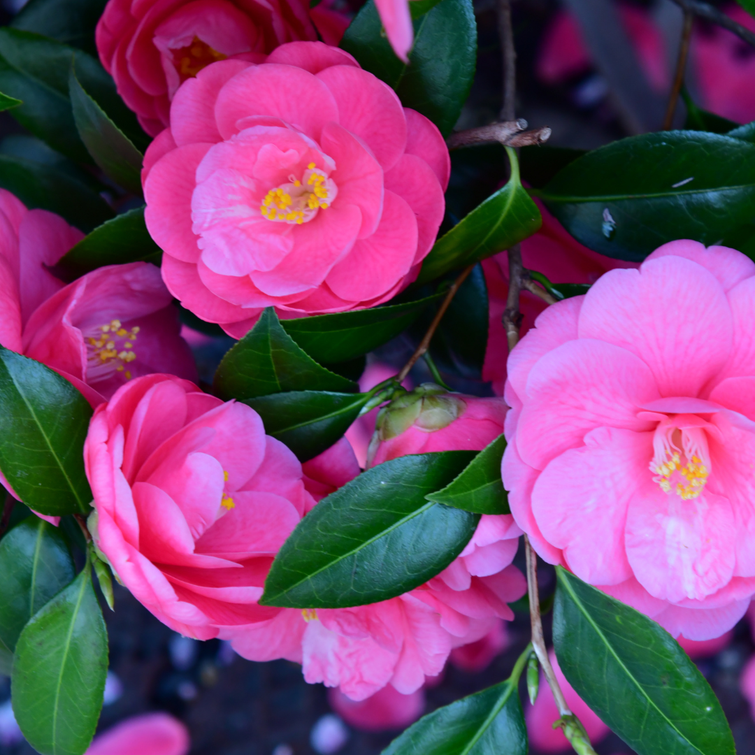 Camellia japonica Pink from Cedar Nursery, Cobham