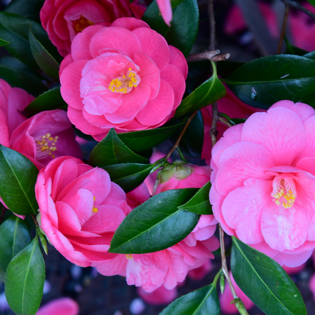 Camellia japonica Pink from Cedar Nursery, Cobham