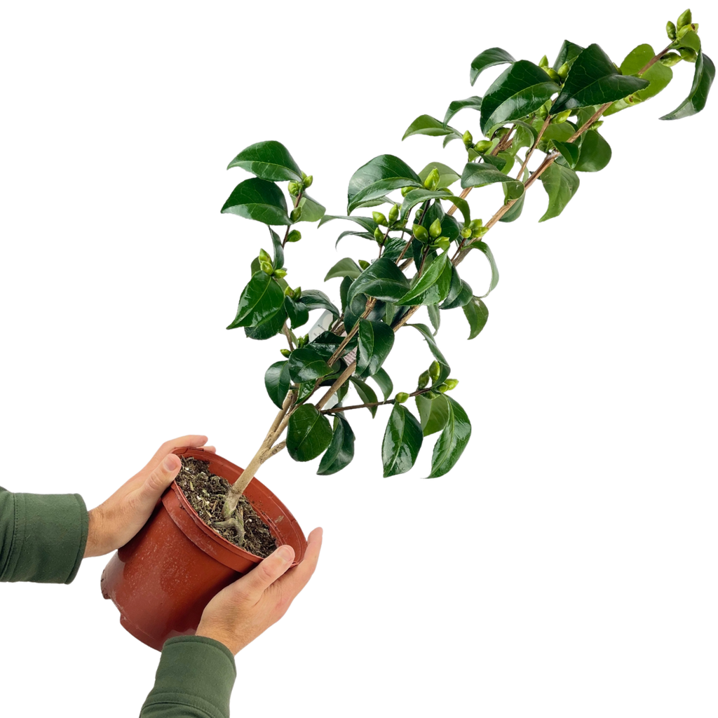 Camellia japonica Pink from Cedar Nursery, Cobham