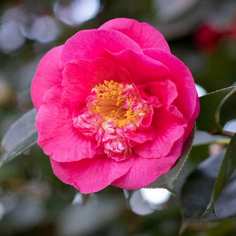 Camellia japonica Pink from Cedar Nursery, Cobham
