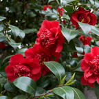 Camellia japonica Red from Cedar Nursery, Cobham