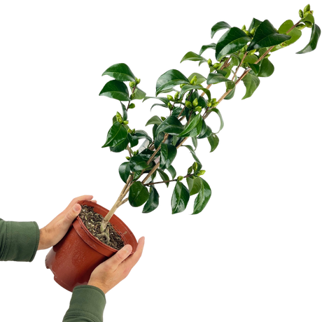 Camellia japonica Red from Cedar Nursery, Cobham