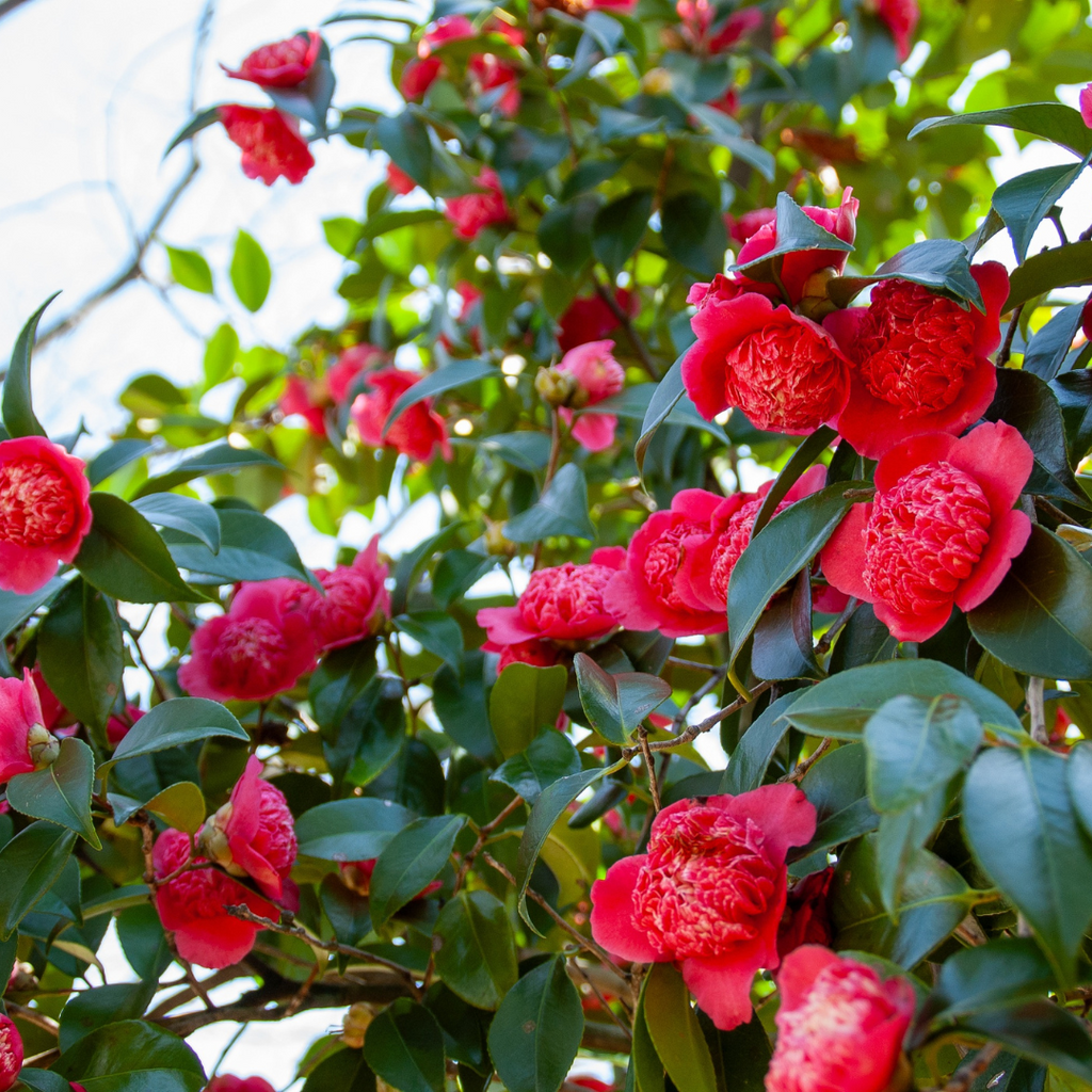 Camellia japonica Red from Cedar Nursery, Cobham