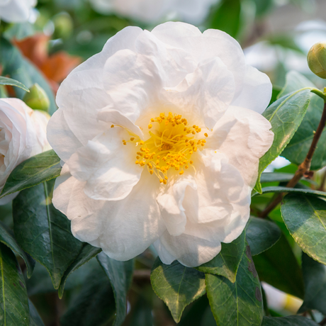 Camellia japonica White from Cedar Nursery, Cobham