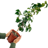 Camellia japonica White