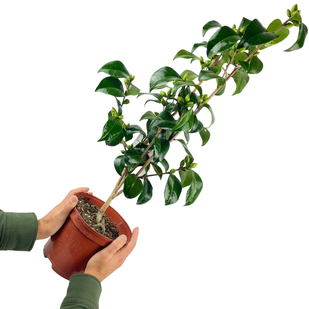 Camellia japonica White from Cedar Nursery, Cobham