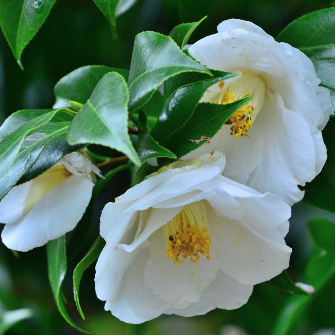 Camellia japonica White from Cedar Nursery, Cobham