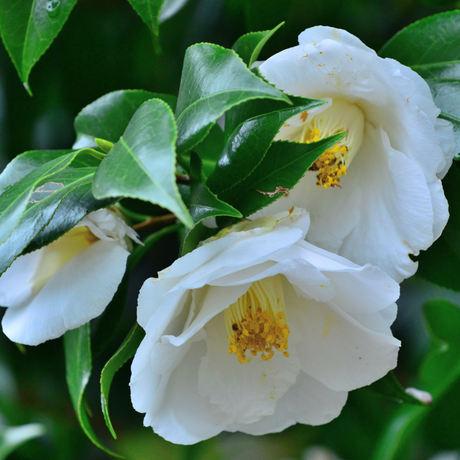 Camellia japonica White from Cedar Nursery, Cobham