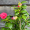 Buy Camellia japonica 'Bonomiana' direct from Cedar Nursery, Surrey