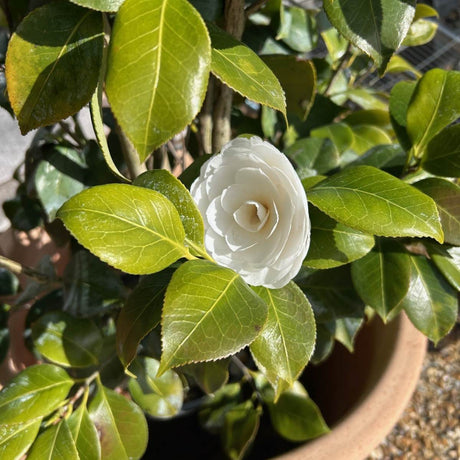 Buy Camellia japonica 'Centifolia Alba'  direct from Cedar Nursery, Surrey