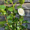 Buy Camellia japonica 'Nuccio's Gem' online or instore from Cedar Nursery, Surrey