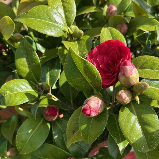 Buy Camellia x williamsii 'Black Lace' direct from Cedar Nursery, Surrey