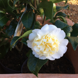 Camellia japonica 'Brushfield's Yellow' available at Cedar Garden Nursery, Surrey