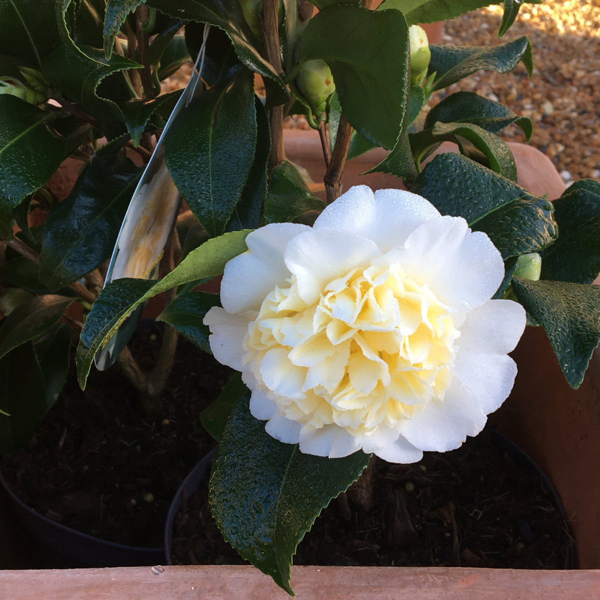 Camellia japonica 'Brushfield's Yellow' available at Cedar Garden Nursery, Surrey