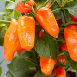Capsicum annuum Peppers from Heaven Chilli 25cm at Cedar Nursery Surrey