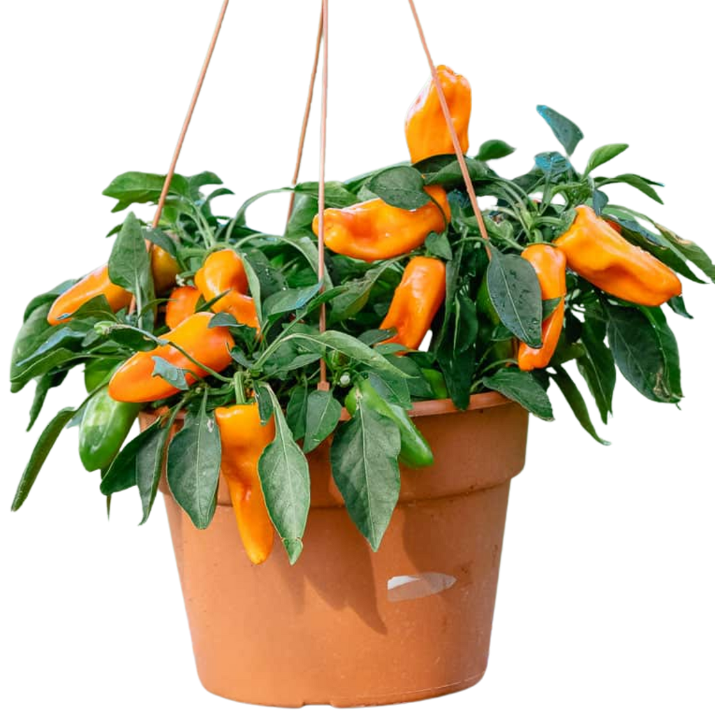 Capsicum annuum Peppers from Heaven Chilli 25cm at Cedar Nursery Surrey