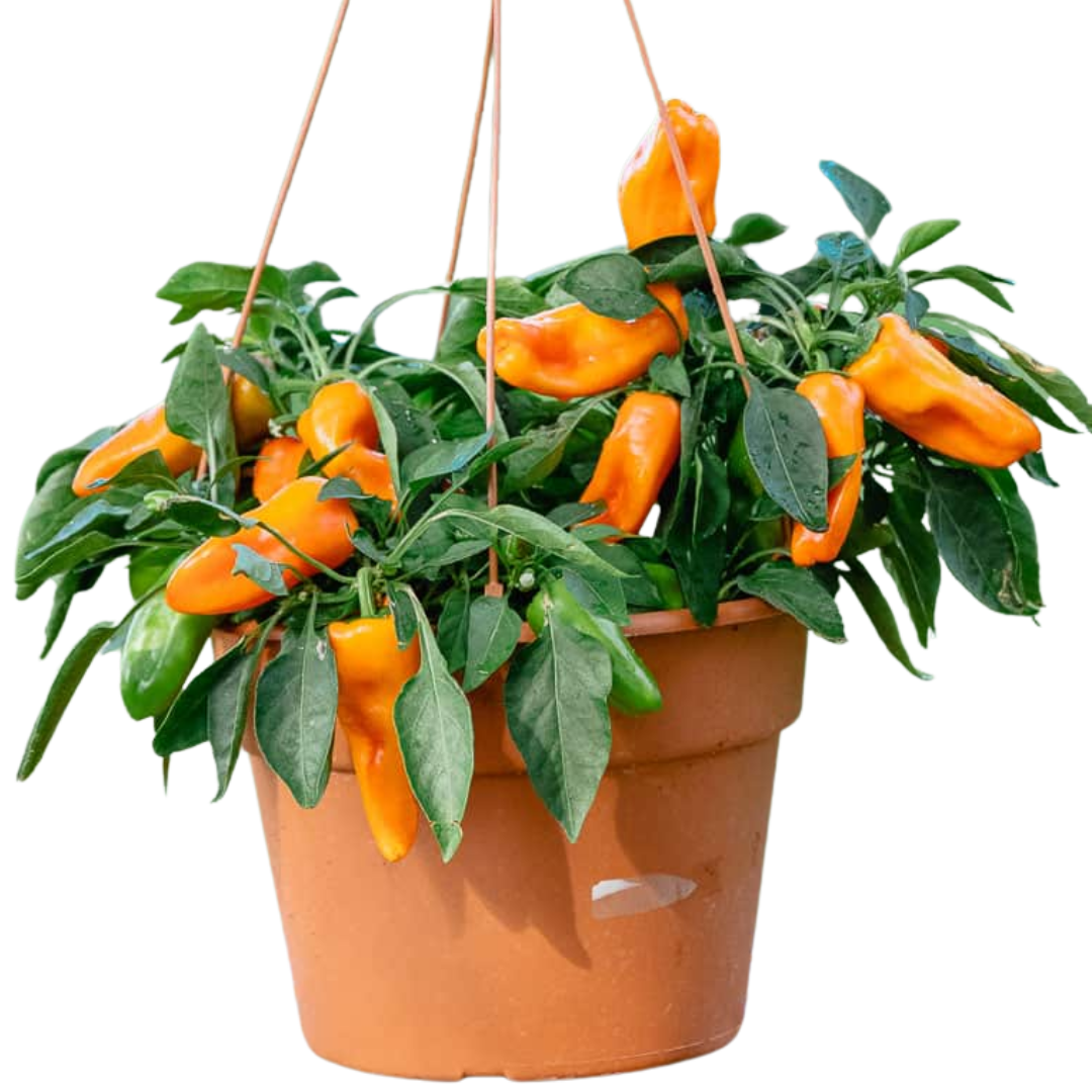 Capsicum annuum Peppers from Heaven Chilli 25cm at Cedar Nursery Surrey