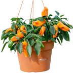 Capsicum annuum Peppers from Heaven Chilli 25cm at Cedar Nursery Surrey