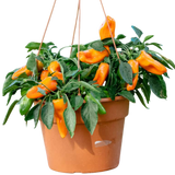 Capsicum annuum Peppers from Heaven Chilli 25cm at Cedar Nursery Surrey