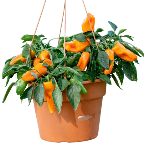Capsicum annuum Peppers from Heaven Chilli 25cm at Cedar Nursery Surrey