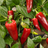 Capsicum annuum Spicy Jane Red Chilli 25cm at Cedar Nursery Surrey