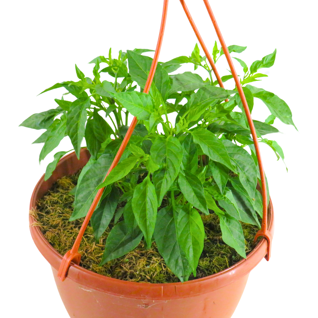 Capsicum annuum Spicy Jane Red Chilli 25cm at Cedar Nursery Surrey